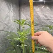 Chocolate Waffelz - Paradise Seeds