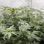 Blueberry Zkunk - Grounded Genetics