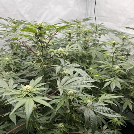 Blueberry Zkunk - Grounded Genetics