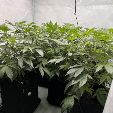 Blueberry Zkunk - Grounded Genetics