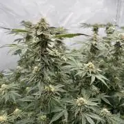 Blueberry Zkunk - Grounded Genetics