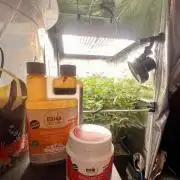 Super Buff Cherry #26 Cut