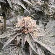 Blueberry Zkunk - Grounded Genetics