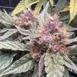 Apricot / Guava auto - 420 FastBuds