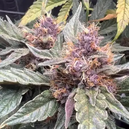 Apricot / Guava auto - 420 FastBuds