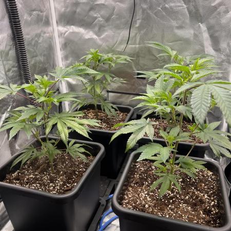 Super Buff Cherry #26 Cut