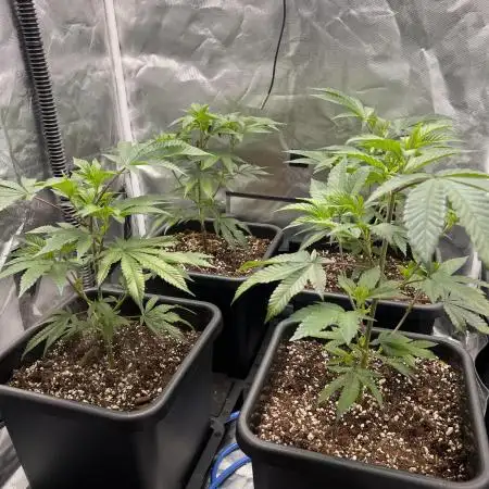 Super Buff Cherry #26 Cut