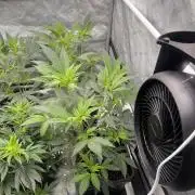 Chocolate Waffelz - Paradise Seeds