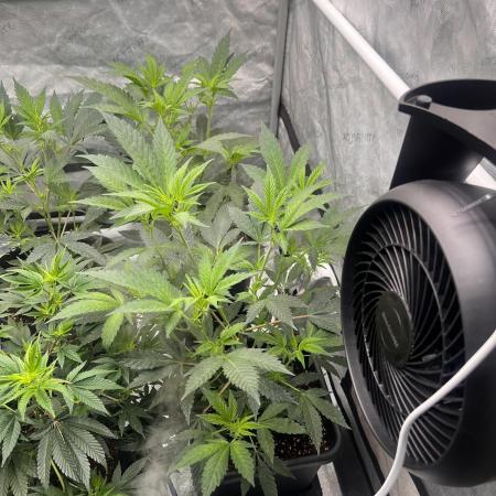 Chocolate Waffelz - Paradise Seeds