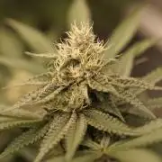 Glowstarz - Paradise Seeds