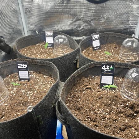 Apricot / Guava auto - 420 FastBuds