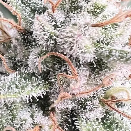 Sour Frootz - Karma Genetics