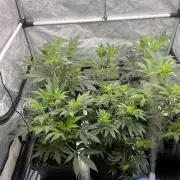 Chocolate Waffelz - Paradise Seeds