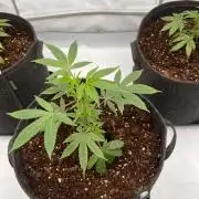 Blueberry Zkunk - Grounded Genetics