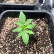 Zesty Bliss - Paradise Seeds