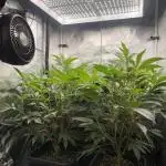 Super Buff Cherry #26 Cut