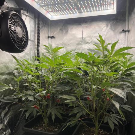 Super Buff Cherry #26 Cut