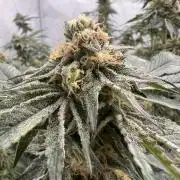 Blueberry Zkunk - Grounded Genetics