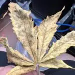 Apricot / Guava auto - 420 FastBuds
