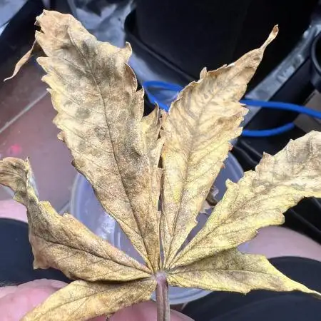 Apricot / Guava auto - 420 FastBuds
