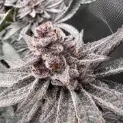 Super Buff Cherry #26 Cut