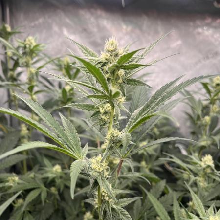 Chocolate Waffelz - Paradise Seeds