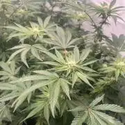 Blueberry Zkunk - Grounded Genetics