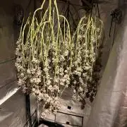 Super Buff Cherry #26 Cut