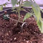 Blueberry Zkunk - Grounded Genetics