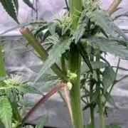 RS11 - Barney’s Farm