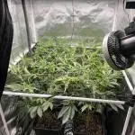 Super Buff Cherry #26 Cut