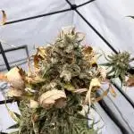 Amnesia Core Cut