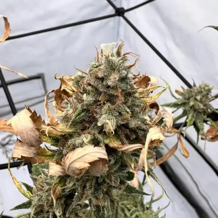 Amnesia Core Cut