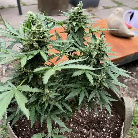 Strawberry Dawg Pie Auto - Outdoor