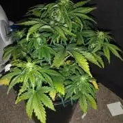 First diary here! RQS Purple Queen Auto