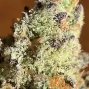 Cipher, umami, Ethos