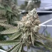 Sour garlic grapes one plant