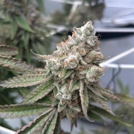 Sour garlic grapes one plant