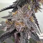 Cipher, umami, Ethos