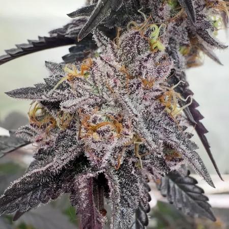 Cipher, umami, Ethos