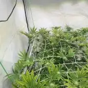 Cipher, umami, Ethos