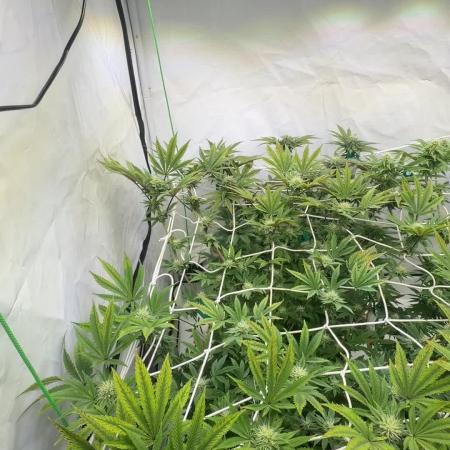 Cipher, umami, Ethos