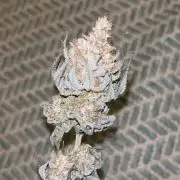 Lit Farms Rainbow zoap