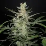 Green Poison XL auto