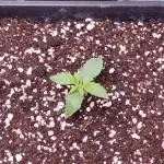 Northern Light Auto