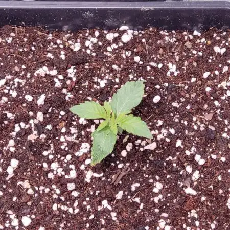 Northern Light Auto