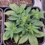 Red Pure CBD Auto #2