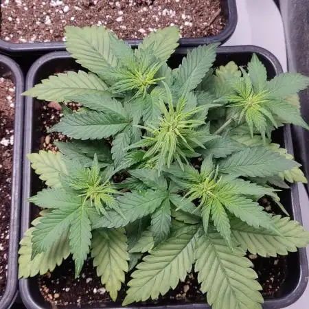 Red Pure CBD Auto #2