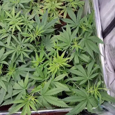 BCN Critical XXL Fast #3