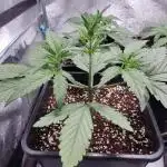 Puprle Punch OG XL auto